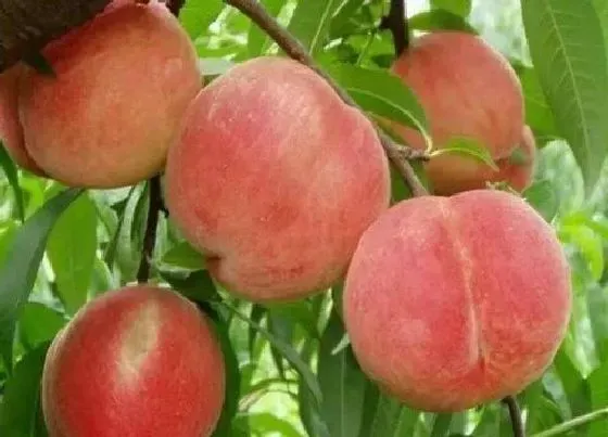 种植百科|楼顶上可以种桃树吗