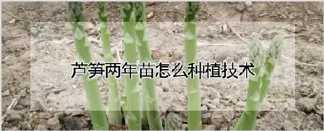 芦笋两年苗怎么种植技术 | 种植资料