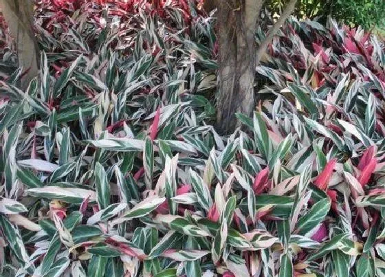 植物百科|七彩竹芋开花吗 开什么花