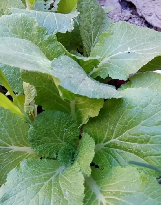 种植管理|南墙根适合种什么菜，院子南边适合种什么蔬菜）