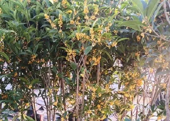 植物种类|桂花是乔木还是灌木 属于什么类植物