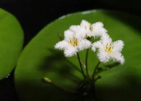 植物移栽|一叶莲怎么分株方法