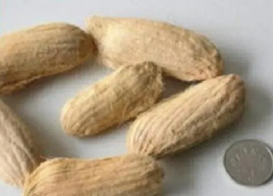 食用须知|芒果种子可以吃吗