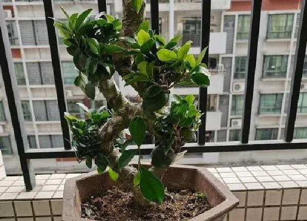 植物移栽|榕树什么时候换盆好