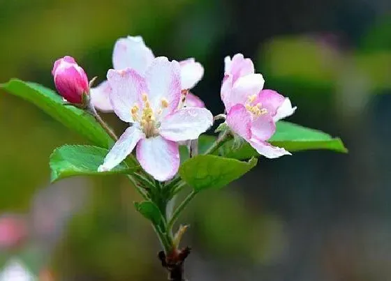 植物百科|苹果会开花吗 一般什么时候开