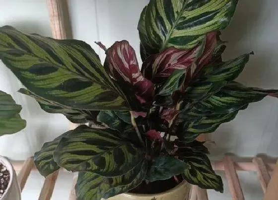 植物繁殖|孔雀竹芋怎么繁殖方法和注意事项