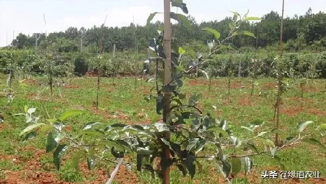 植物修剪|李子树几月份拉枝比较好，十一月份拉枝最佳角度是多少）