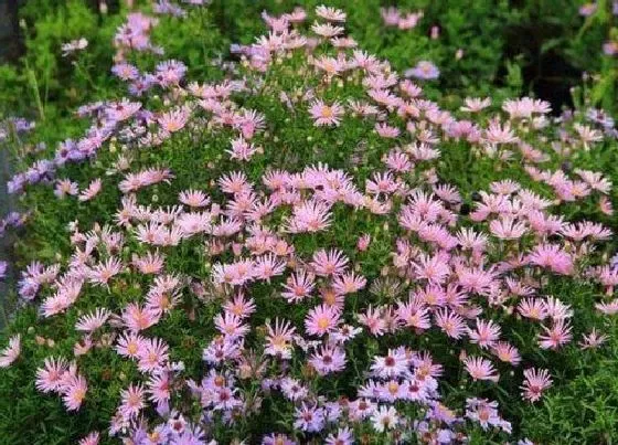 植物播种|地被菊什么时候播种合适 种植时间与方法