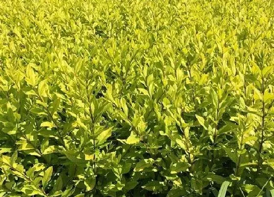 植物种类|马路绿化植物品种大全