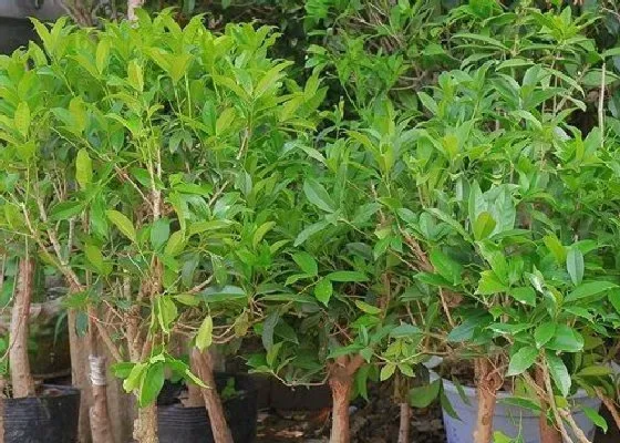 植物种类|桂花是乔木还是灌木 属于什么类植物
