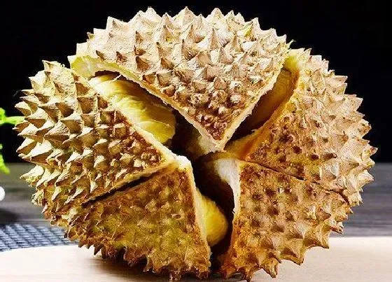 水果科普|榴莲是热带水果吗
