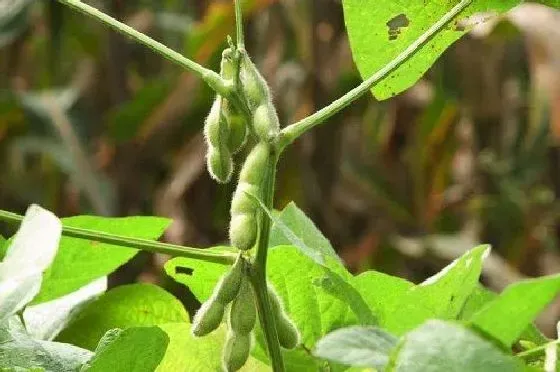 种植方法|大豆怎么种植 高产种植技术与管理方法