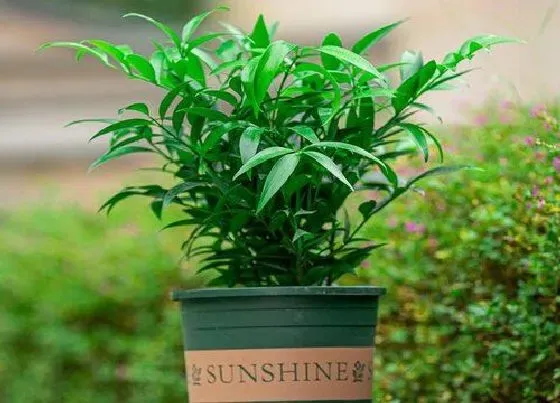 植物香味|竹柏有香味吗