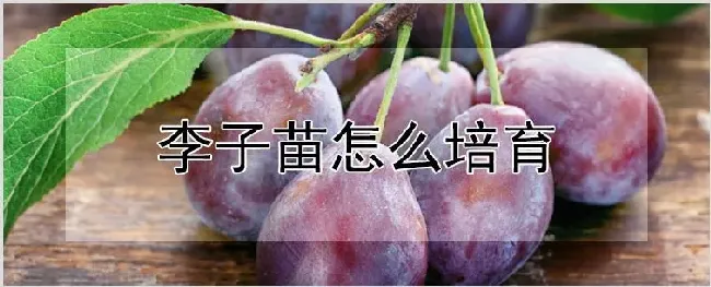 李子苗怎么培育 | 种植资料