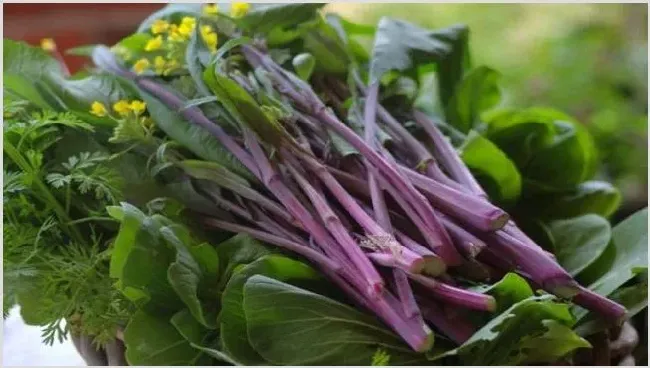 红菜苔种植肥料怎么选择 | 种植技术