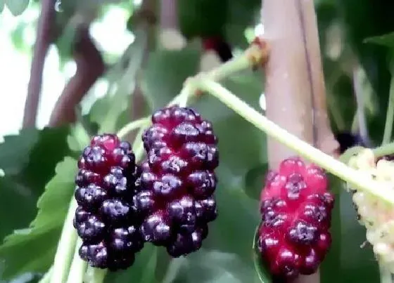 植物种类|桑葚是裸子植物吗