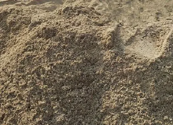 种植土壤|沙土是什么土