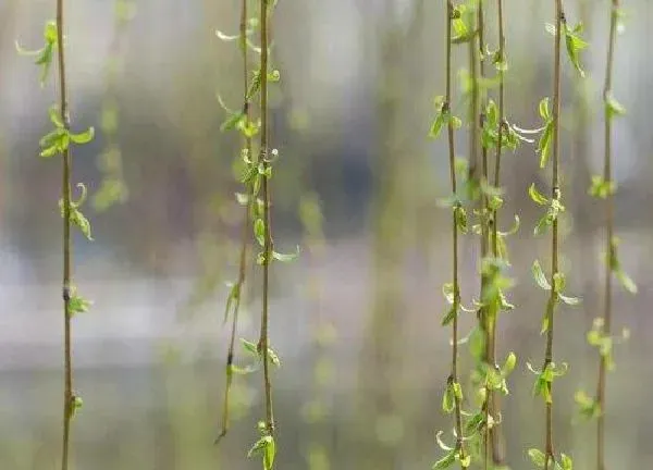 植物发芽|柳树发芽的过程