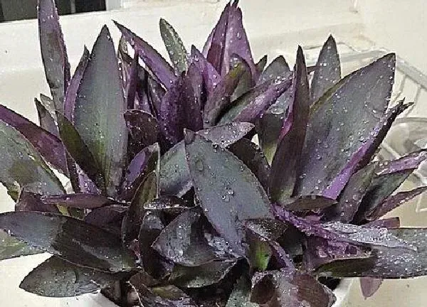 植物浇水|紫竹梅多久浇一次水
