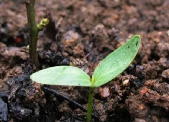 植物播种|八棱瓜什么时候播种合适