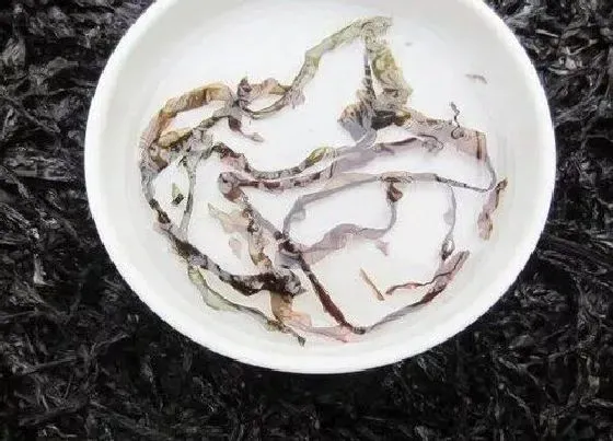 植物种类|紫菜是蕨类植物吗