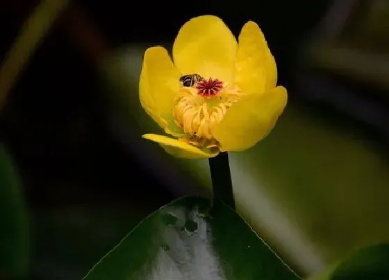 植物排行|湿生植物有哪些