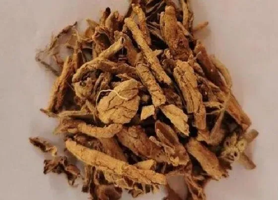 植物百科|地骨皮是什么植物