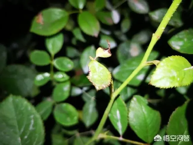 植物嫁接|月季花嫁接后接穗发黑是怎么回事，嫁接枝条发黑什么原因）