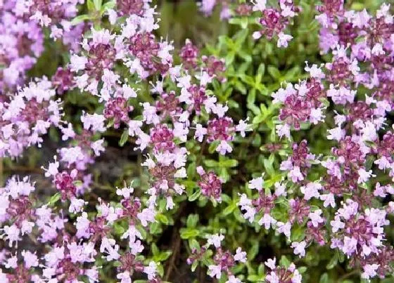 植物百科|百里香是多年生吗