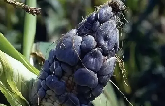 食用科普|乌米能直接吃吗