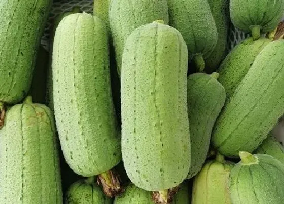 食用科普|丝瓜能放冰箱吗