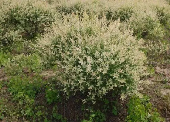 植物排行|杨柳科植物有哪些