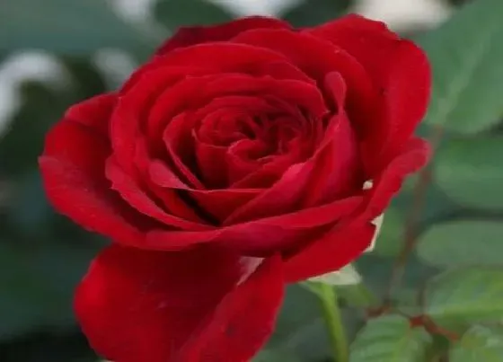 送花|情人送什么花合适