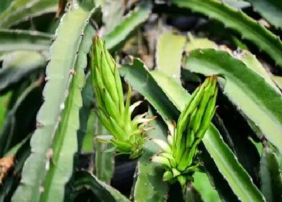 植物毒性|龙骨有毒吗 能在家里养吗