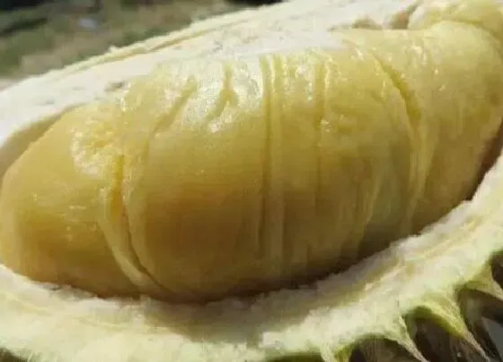 植物排行|榴莲哪个品种好
