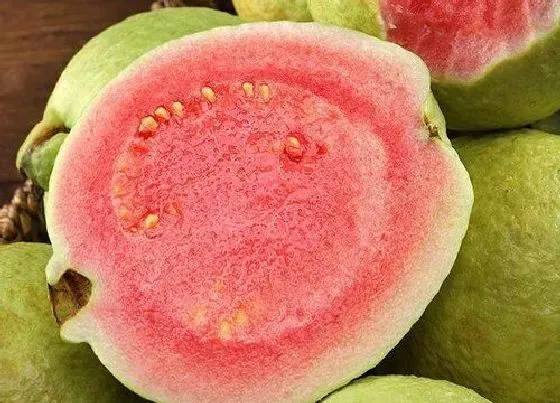 果实成熟|芭乐怎么看熟没熟