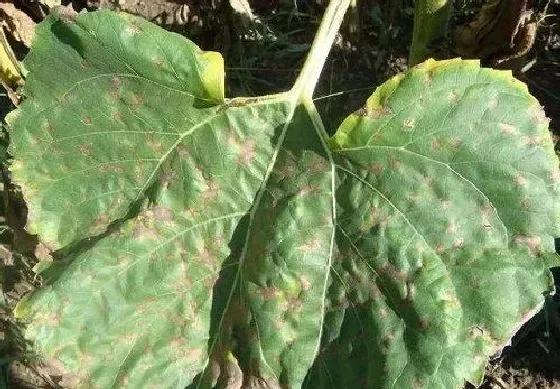 植物病害|向日葵病毒病症状与防治方法 用什么特效药好