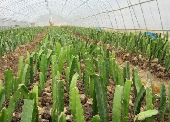 种植管理|盆栽火龙果几月份种植合适