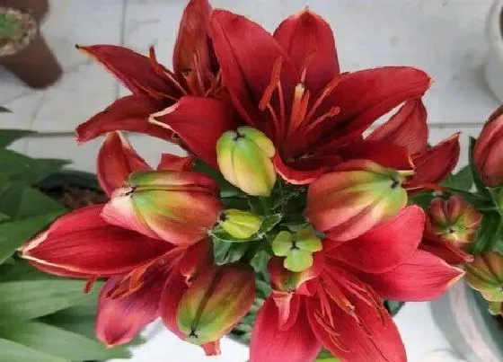 植物种类|百合是多年生植物吗