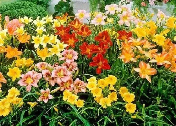 花语|有什么花的花语是遗忘 花语代表遗忘的花