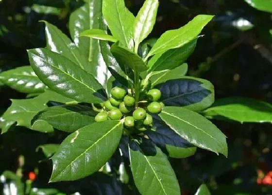 植物百科|丹麦草和麦冬草的区别（丹麦草是不是麦冬草）