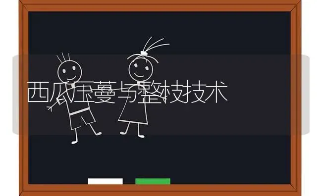 西瓜压蔓与整枝技术 | 瓜果种植