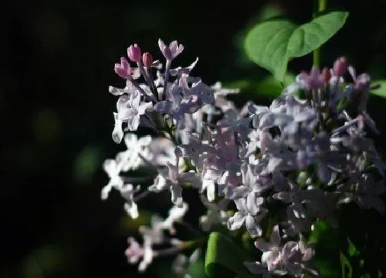 生长环境|丁香花适合什么地方种植