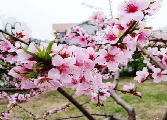 植物百科|桃花是完全花吗