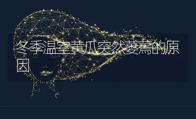 冬季温室黄瓜突然萎蔫的原因 | 蔬菜种植