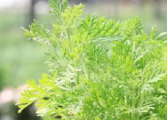 植物百科|薰衣草耐阴吗