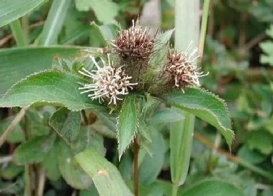 种植管理|苍术什么时候种植最好