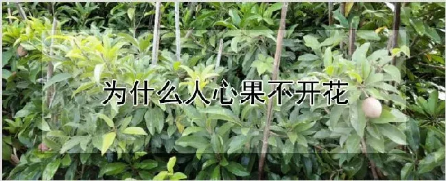 为什么人心果不开花 | 农业技术