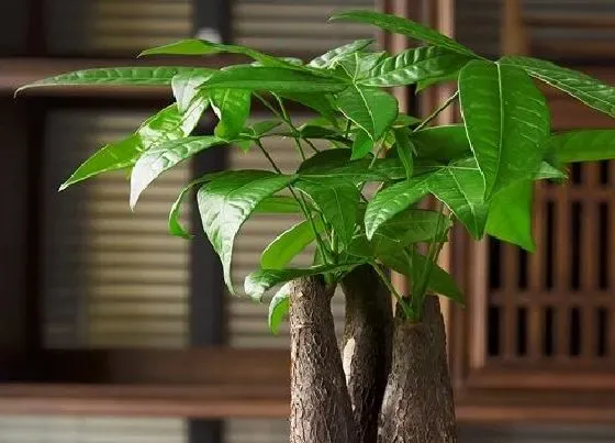 叶子干枯|招财树叶子干枯怎么办