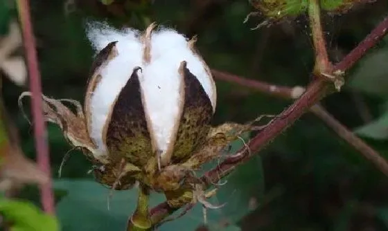 种植管理|棉花打顶时间及方法步骤(图解)